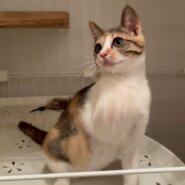 人馴れ抜群！甘えん坊で元気いっぱいのキジ三毛ちゃん