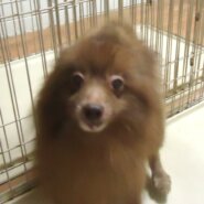 珍しい　チョコレートのポメラニアン　男の子