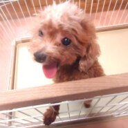 成犬　トイプードル