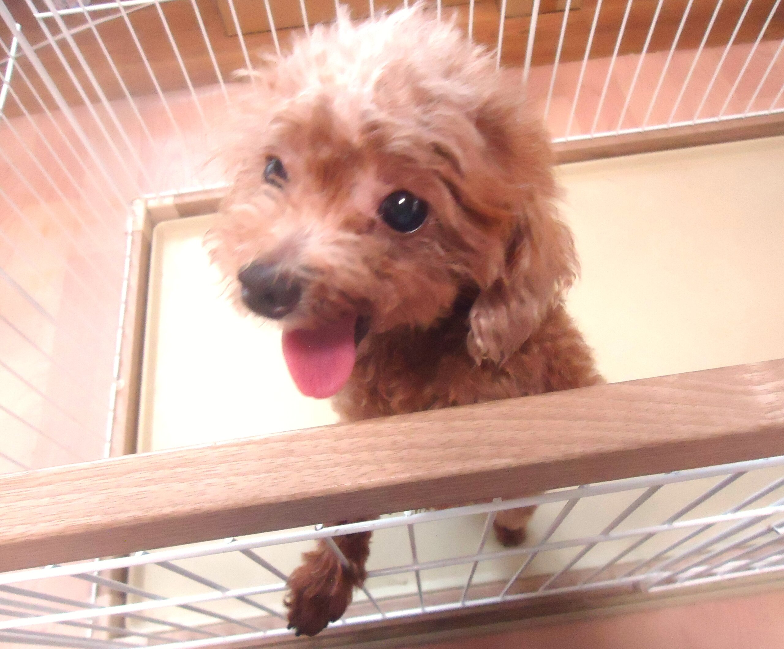 成犬　トイプードル