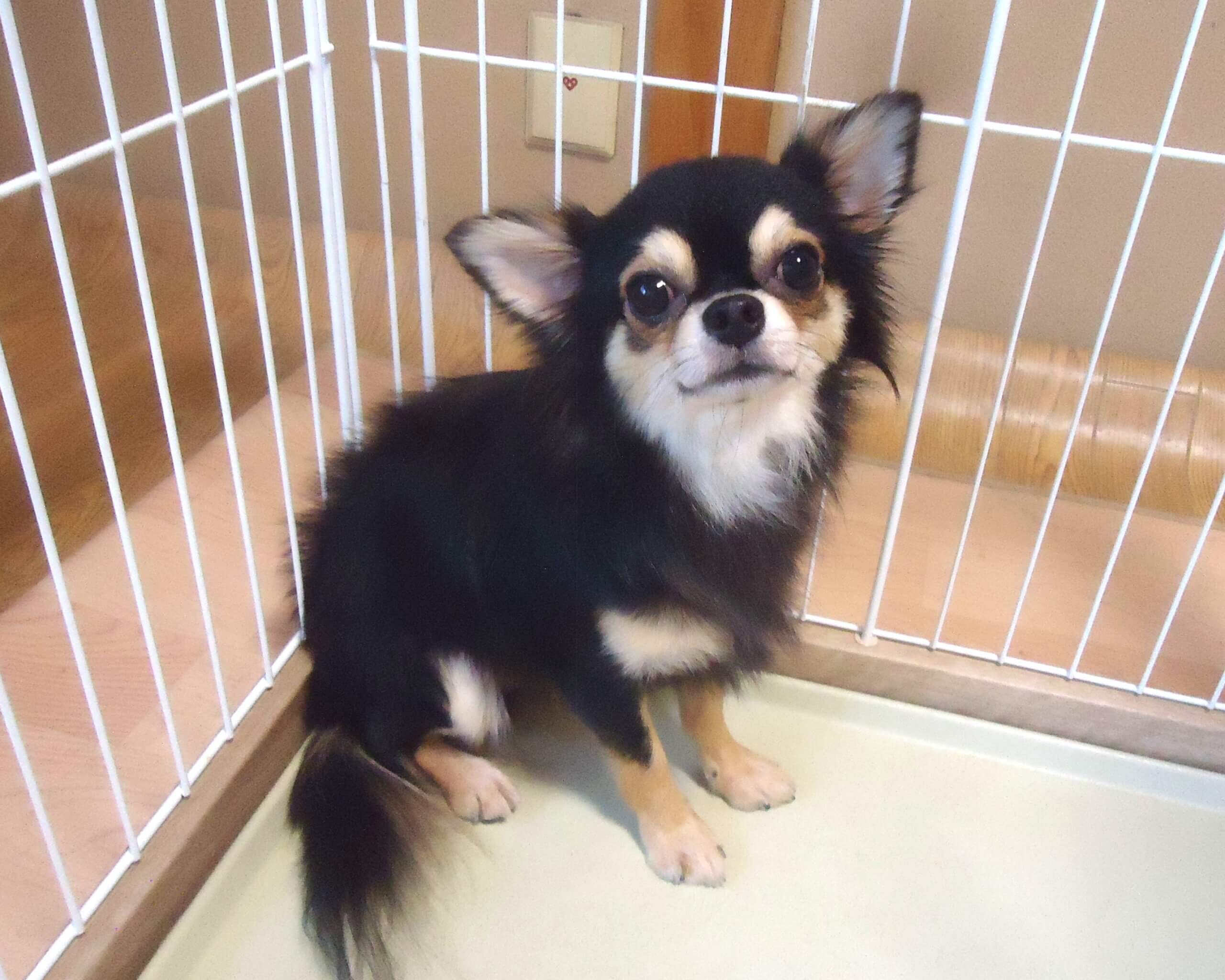幼犬　チワワ　男の子