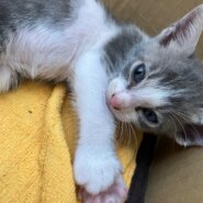生後１カ月くらいの子猫
