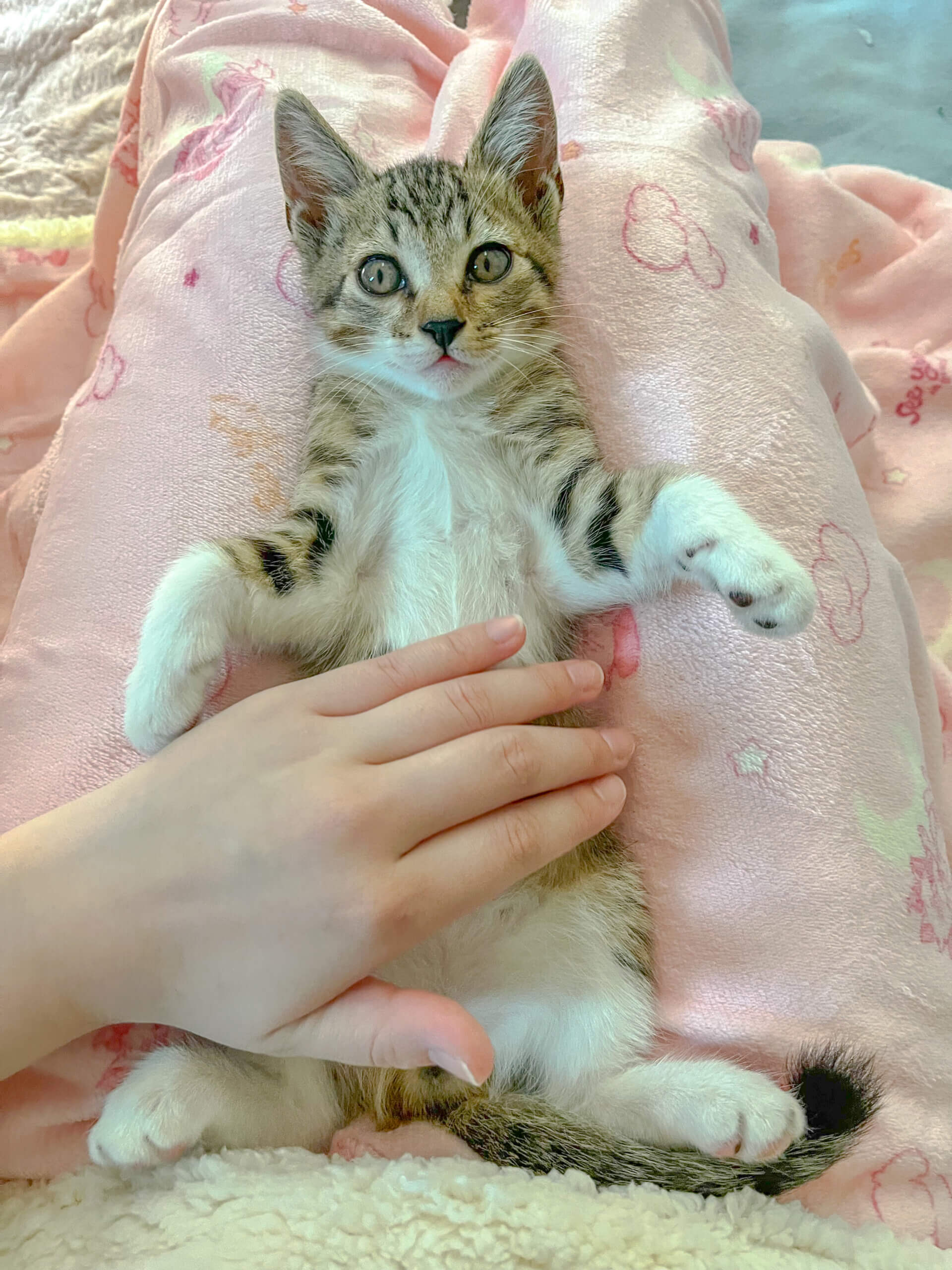 甘々ゴロスリボーイ♡生後1〜2ヶ月の元気な男の子♡