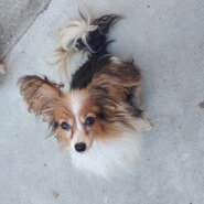 パピヨン(クイーンちゃん)♀️