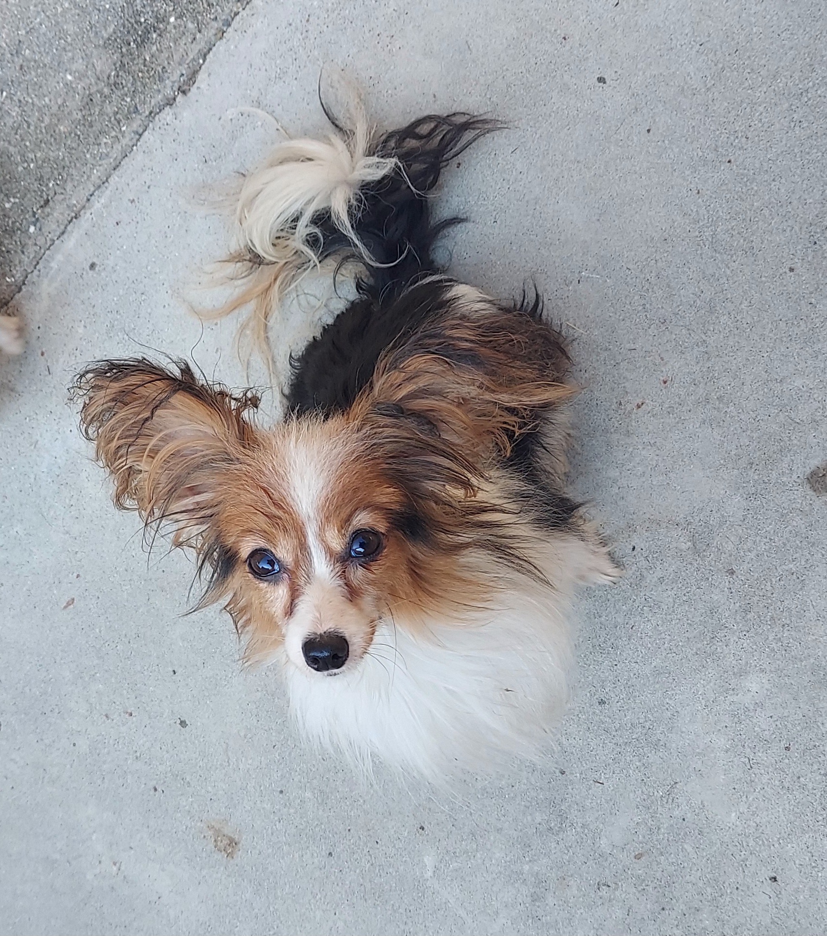 パピヨン(クイーンちゃん)♀️