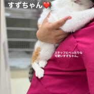 おっとりさんな女の子すずちゃん(11/24譲渡会)