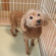 成犬　トイプードル　女の子