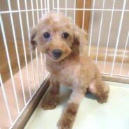 成犬　タイニープードル　女の子