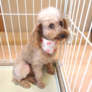 成犬　タイニープードル　女の子