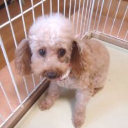 飼ってあげてください💘　成犬　タイニープードル　女の子　🎃