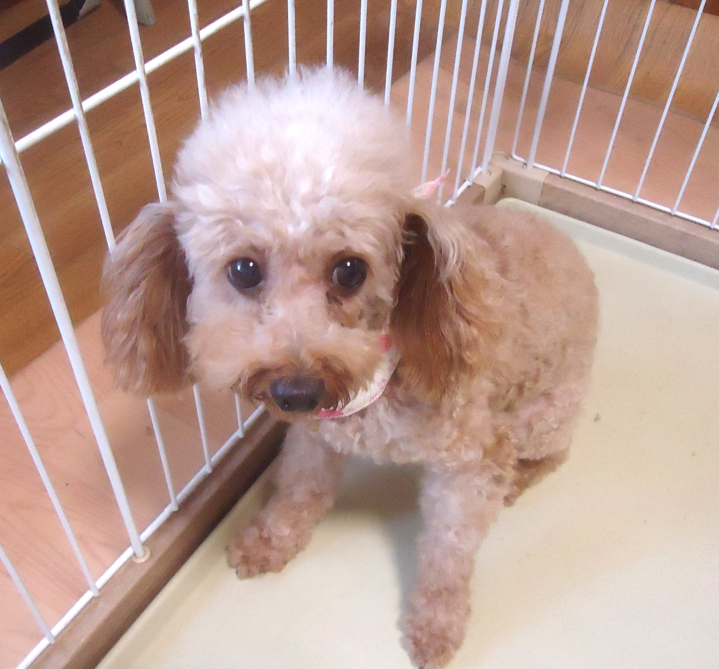 飼ってあげてください💘　成犬　タイニープードル　女の子　🎃