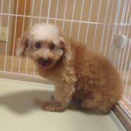 プードル 静かな女の子 🎃