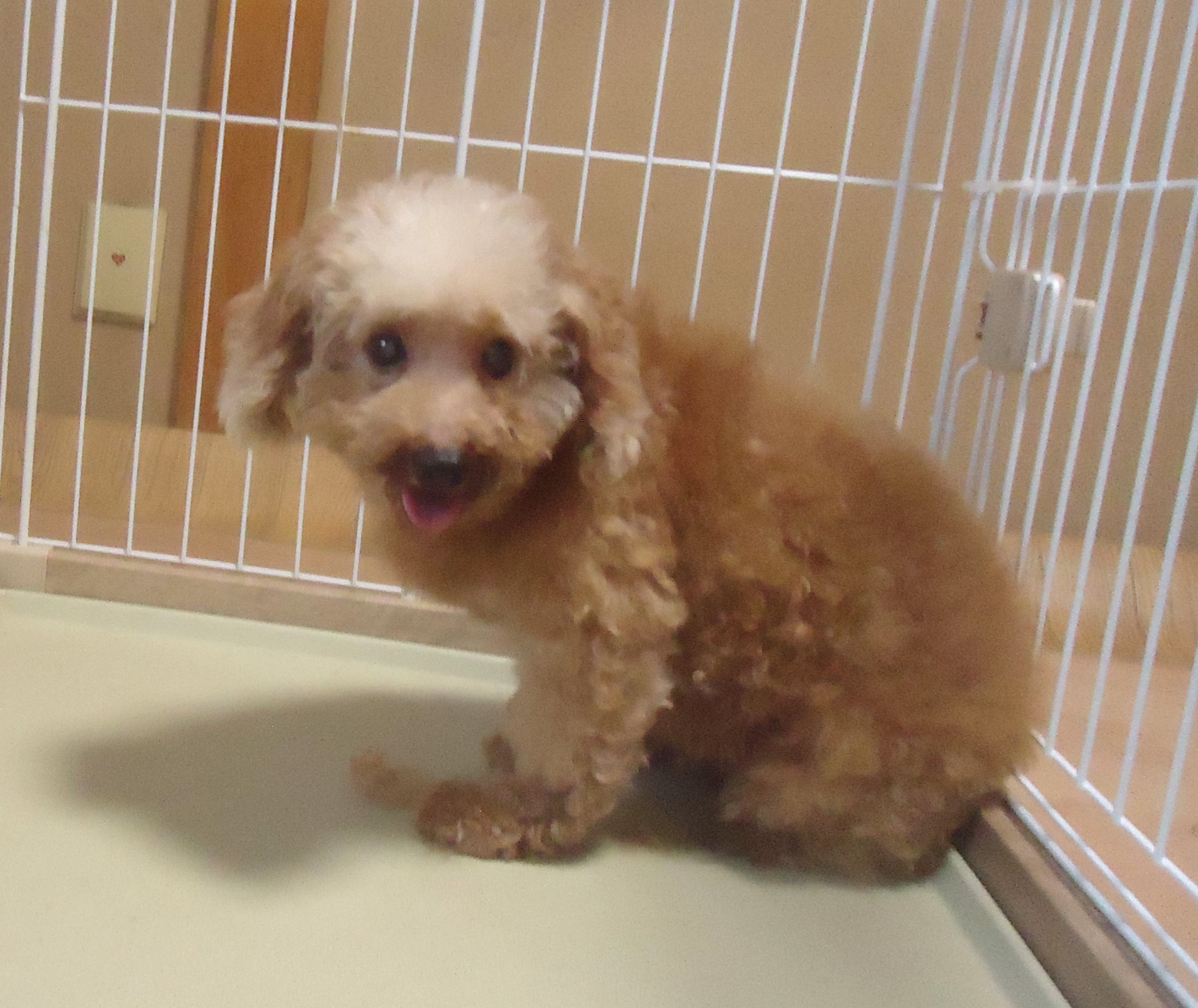 プードル　静かな女の子　🎃