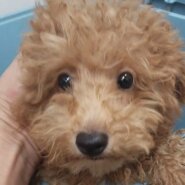 トイプードル　子犬