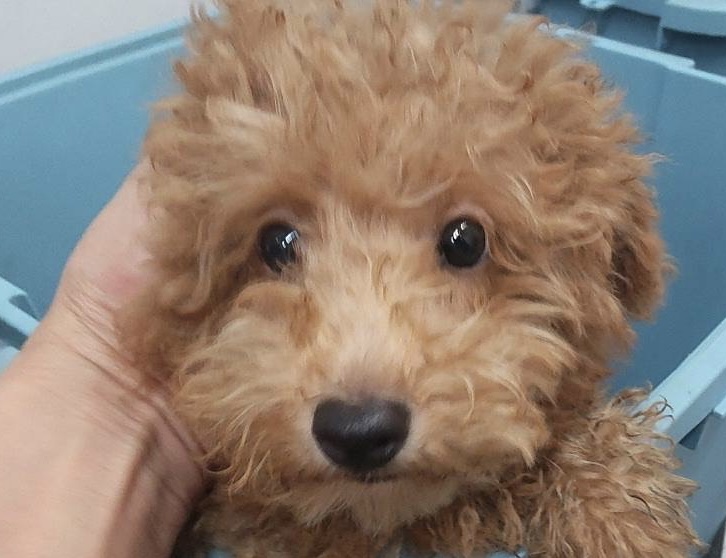 トイプードル　子犬