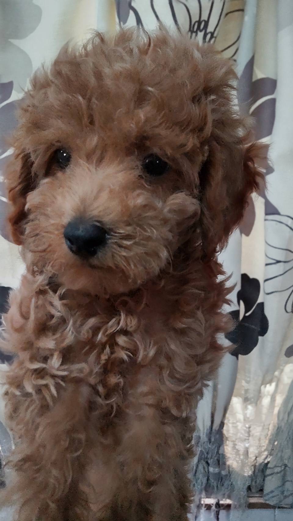 マルプー