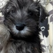 シュナウザー女の子 4ヶ月