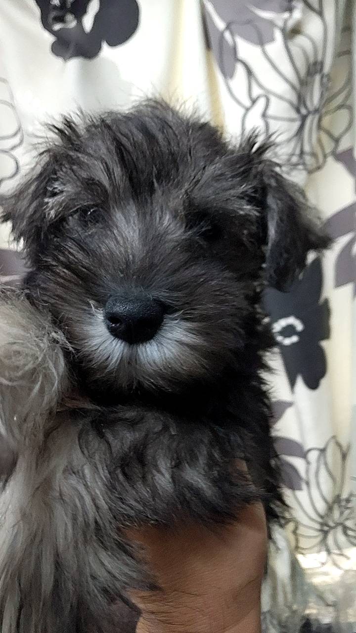 シュナウザー女の子 4ヶ月