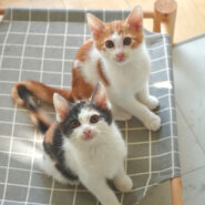 元気＆甘えんぼの仲良し兄妹♡（ペアのみ）