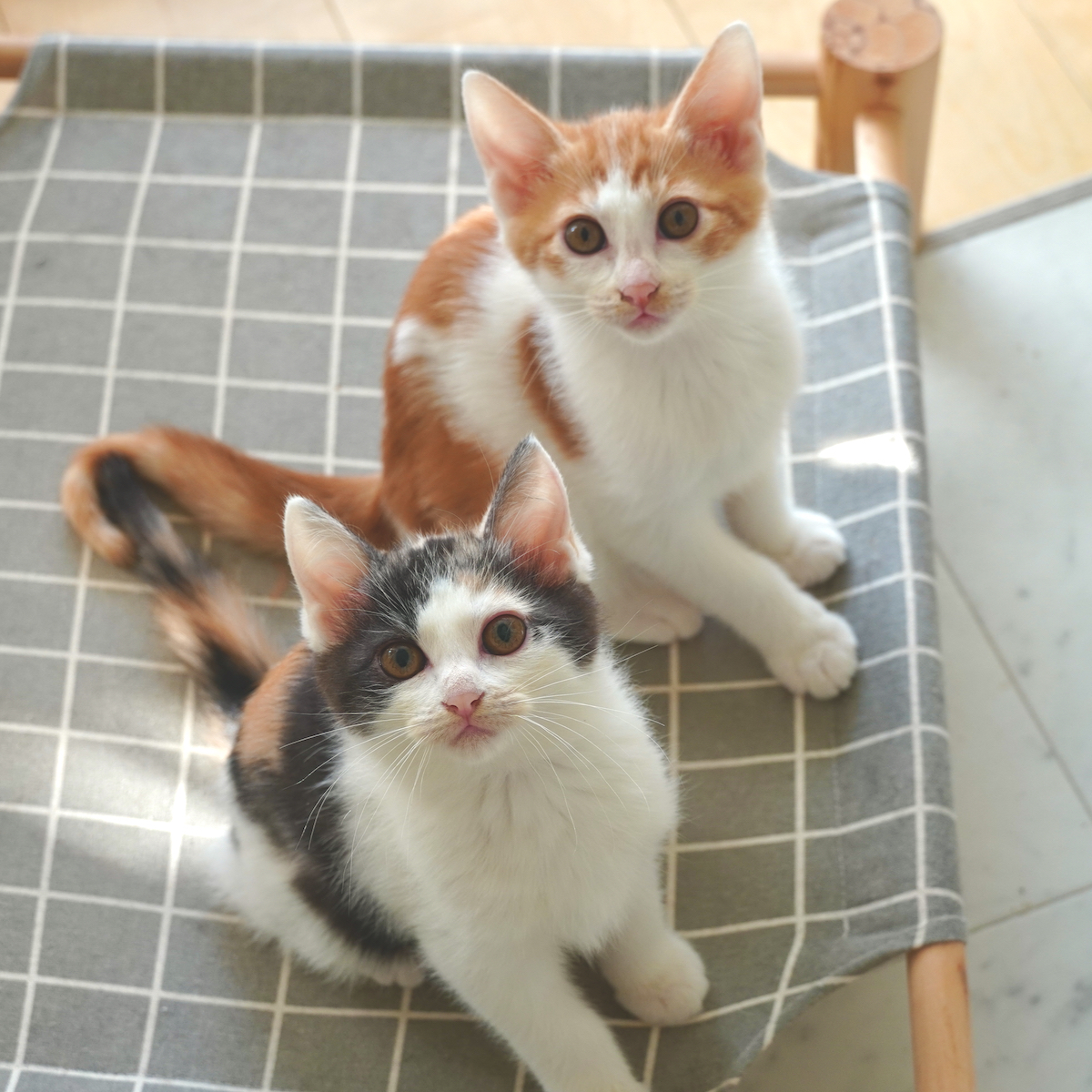 元気&甘えんぼの仲良し兄妹♡(ペアのみ)