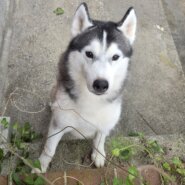 シベリアンハスキーの男の子♂️マックス君