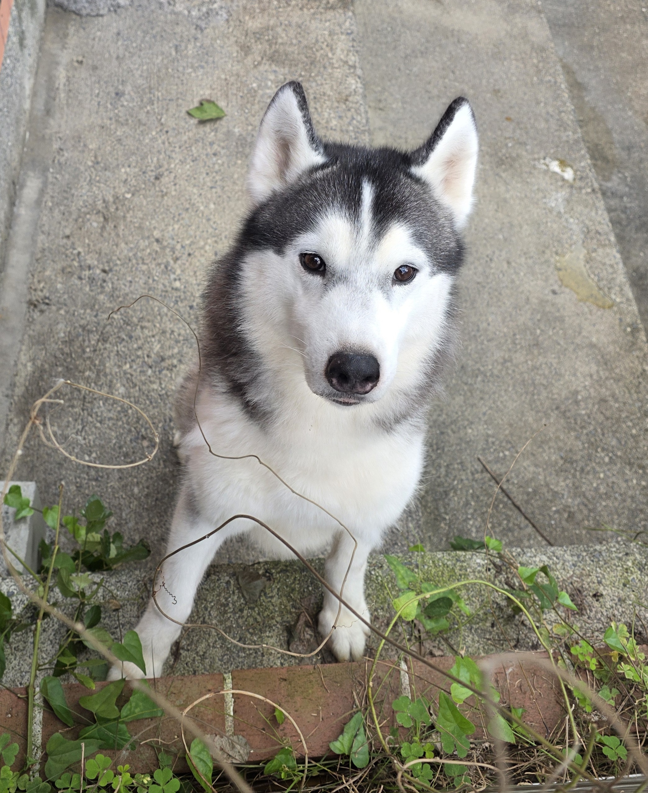 シベリアンハスキーの男の子♂️マックス君