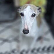 ウイペットの女の子♀️フェローちゃん