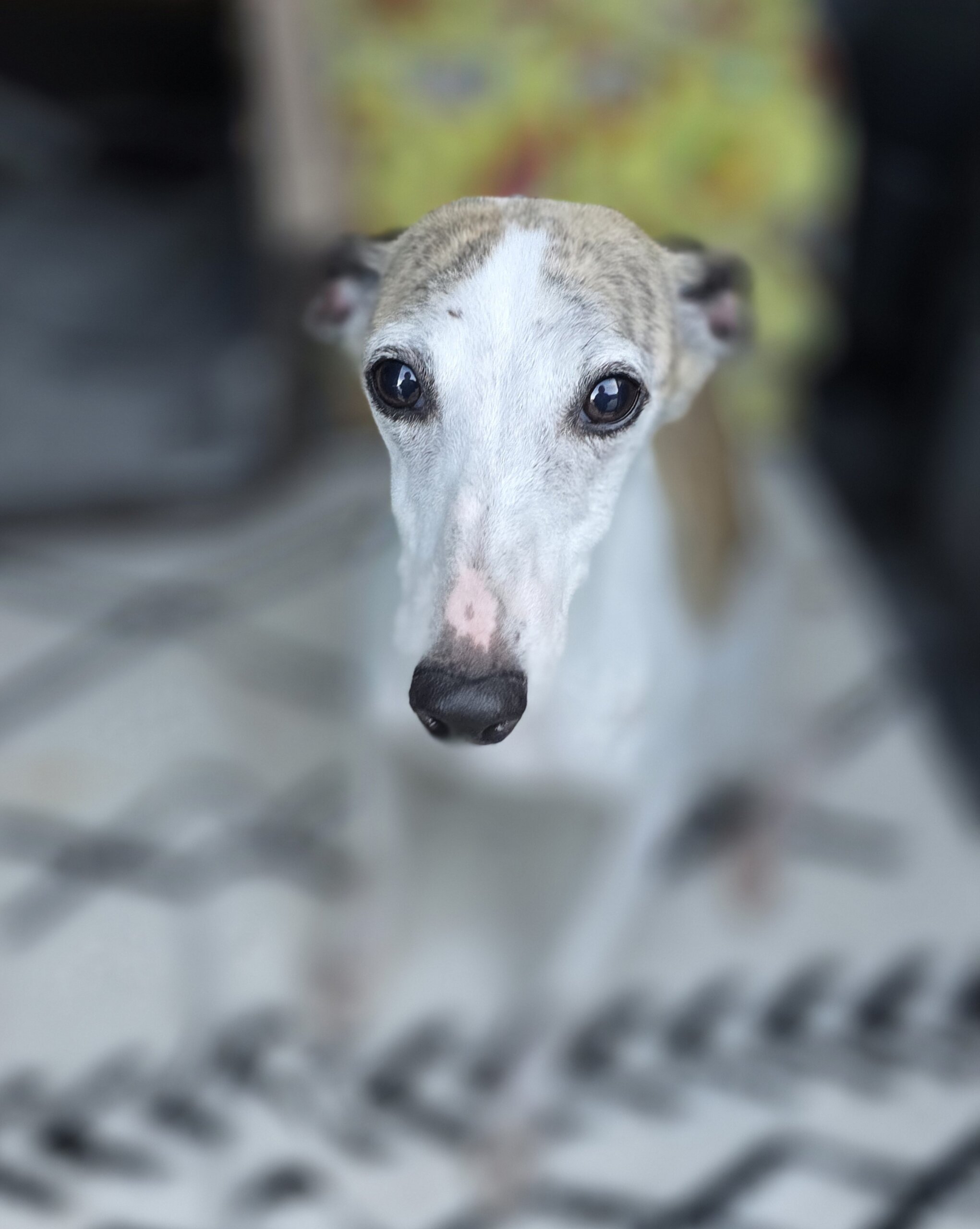 ウイペットの女の子♀️フェローちゃん