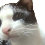 甘えん坊の子猫🐈️