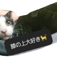 甘えん坊の子猫🐈️
