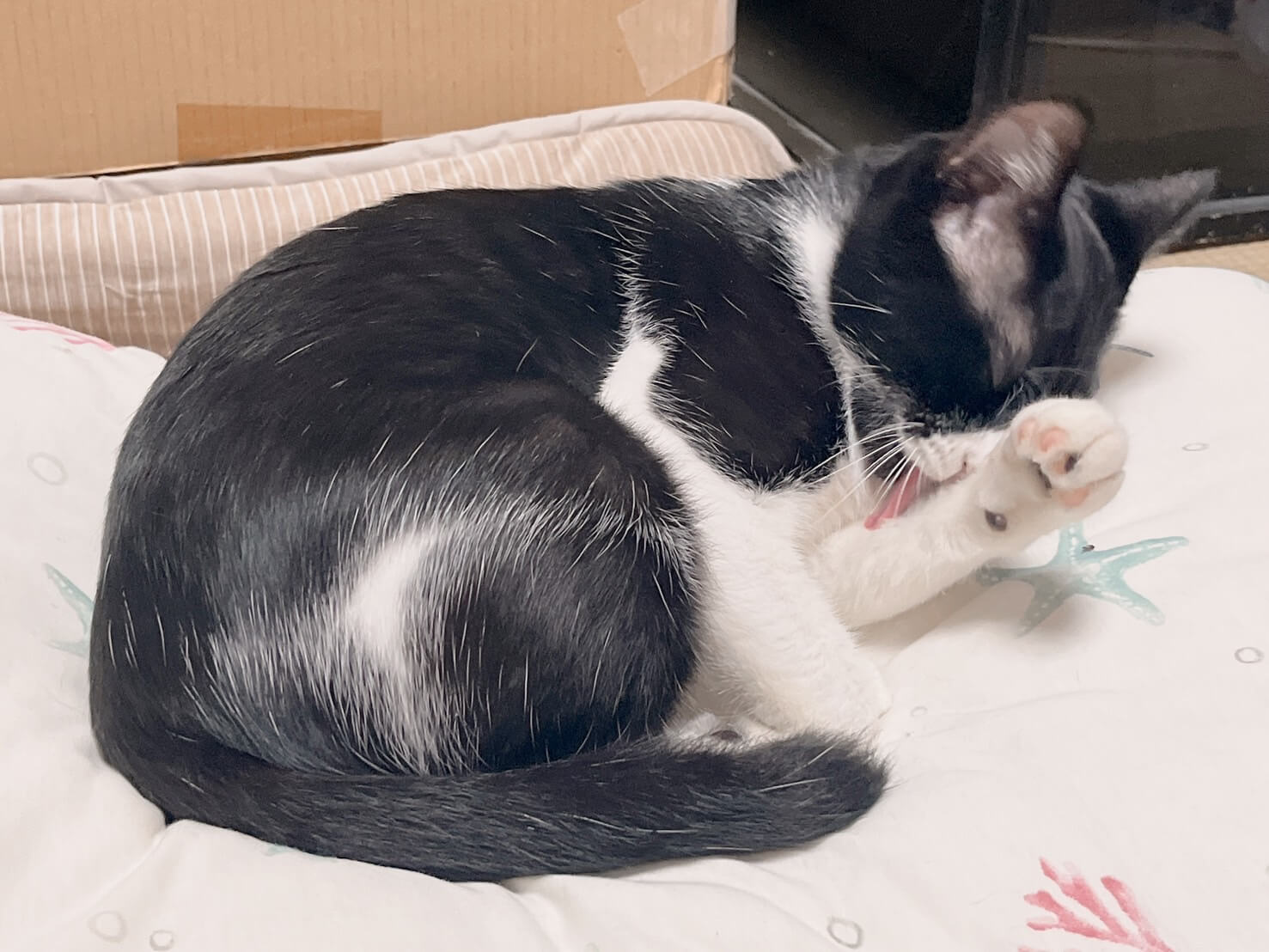 [保護猫]懐っこくて可愛い1歳の女の子です^^