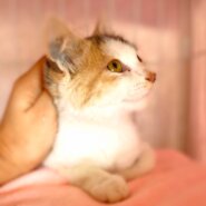 生後3~4ヶ月の子猫（女の子）