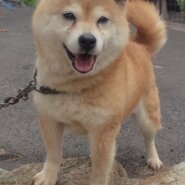 柴犬女の子さくらちゃん❤️