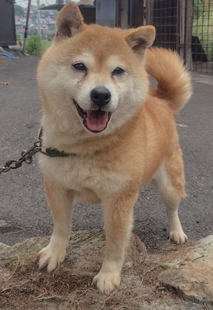柴犬女の子さくらちゃん❤️