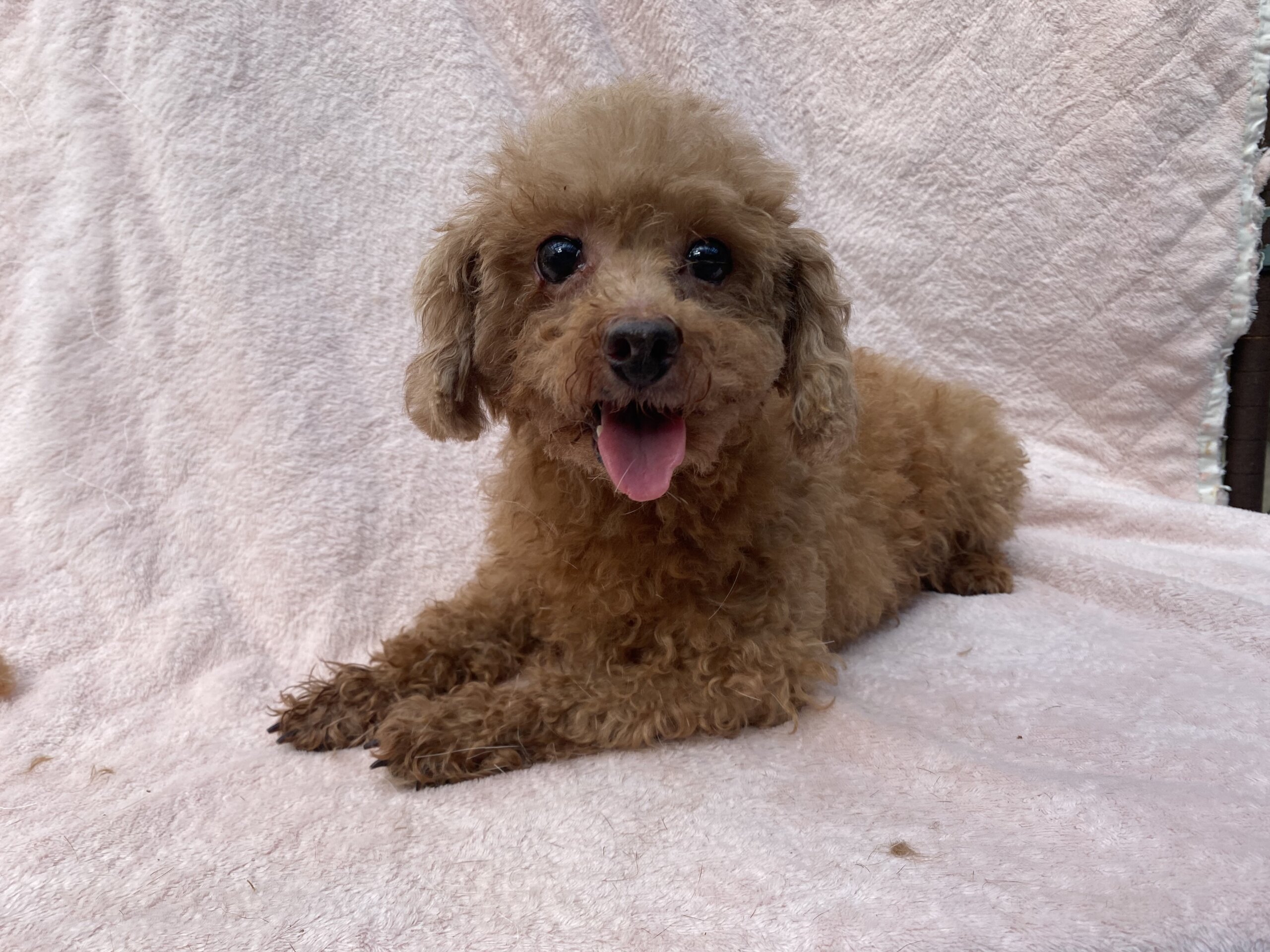 トイプードル女の子ローズちゃん❤️