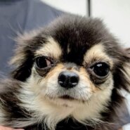 チワワ女の子りんごちゃん❤️