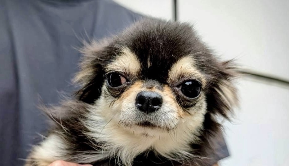 チワワ女の子りんごちゃん❤️