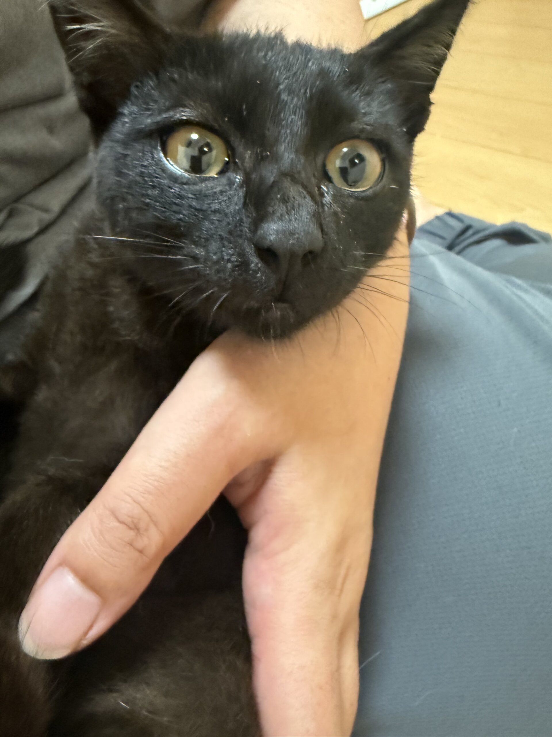 2ヶ月くらいの男の子