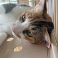好奇心旺盛で自由な三毛猫ちゃん