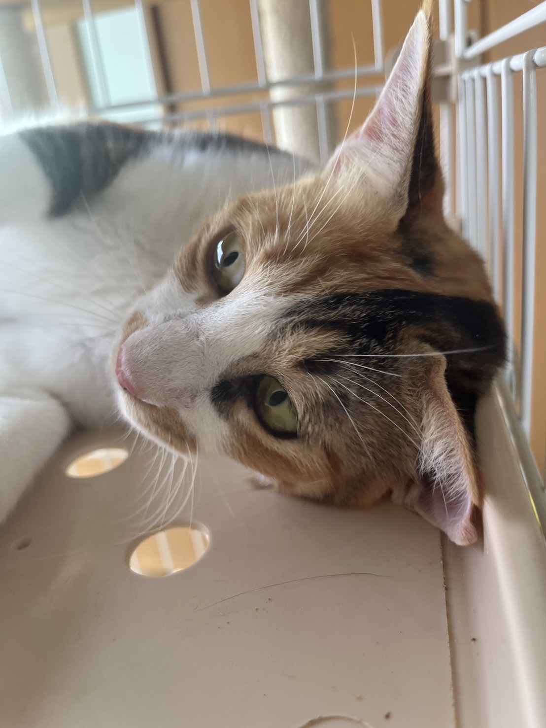 好奇心旺盛で自由な三毛猫ちゃん