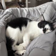 保護猫譲渡会