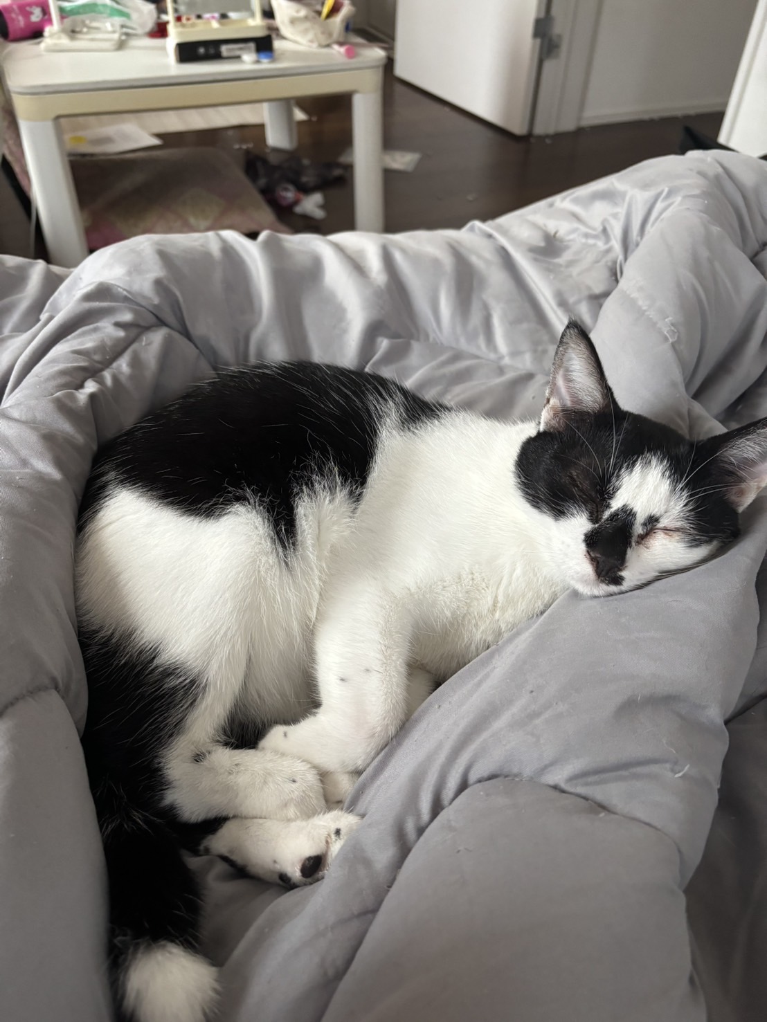 保護猫譲渡会