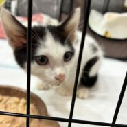 生後2ヶ月くらいの子猫 オス 保護猫