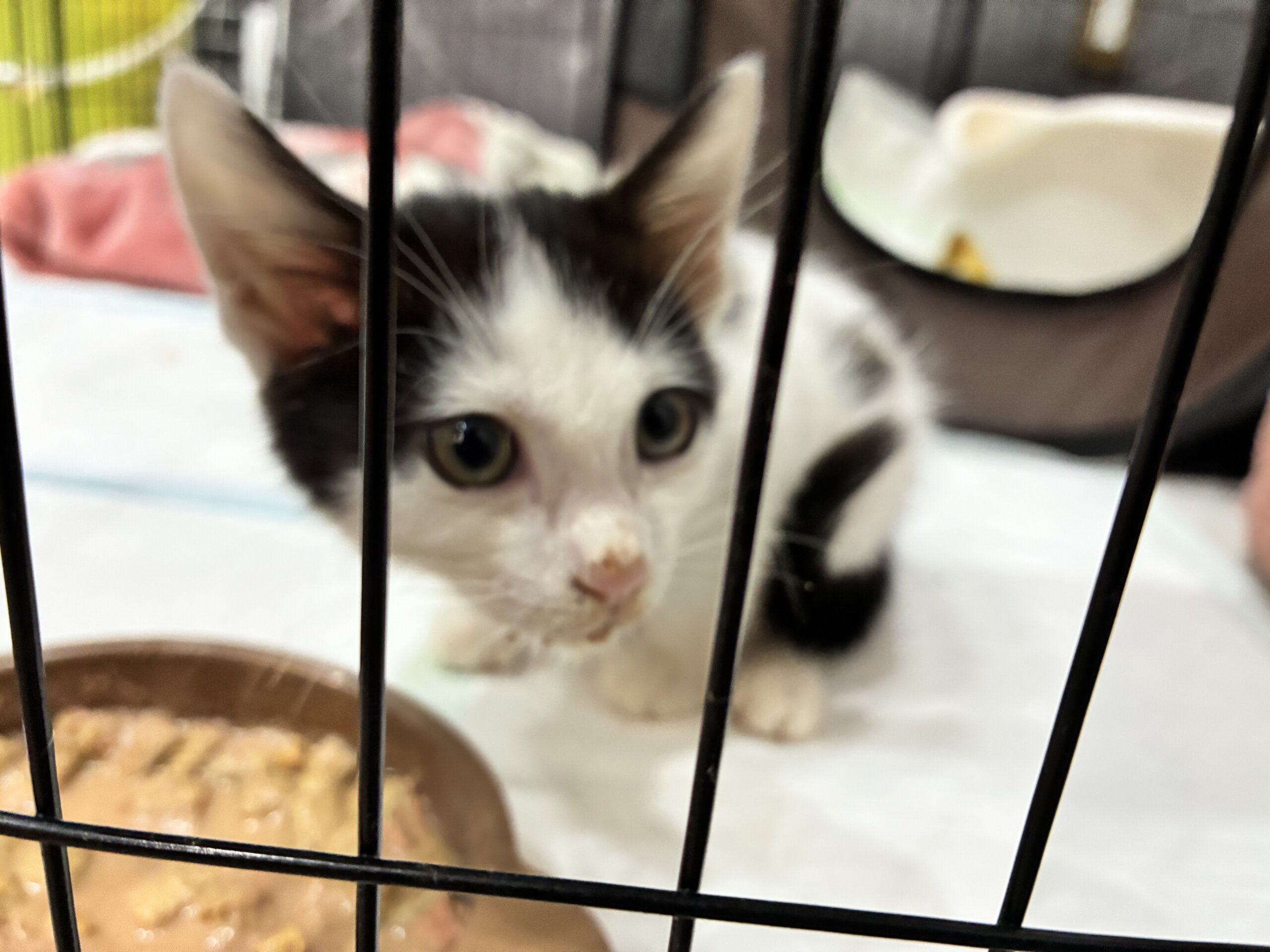 生後2ヶ月くらいの子猫 オス 保護猫