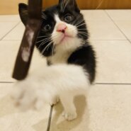 ハチワレ1.5カ月の男の子