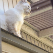 3匹の譲渡を希望/シャム系の静かな男の子✨慣れると甘えん坊です♡