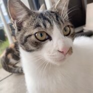 3匹の譲渡を希望/甘えん坊のイケメン♡♡面倒見も良いです✨