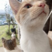 3匹の譲渡を希望/うさぎ尻尾がチャームポイント★膝の上が好きです