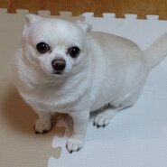 スムースチワワ7歳男の子里親募集