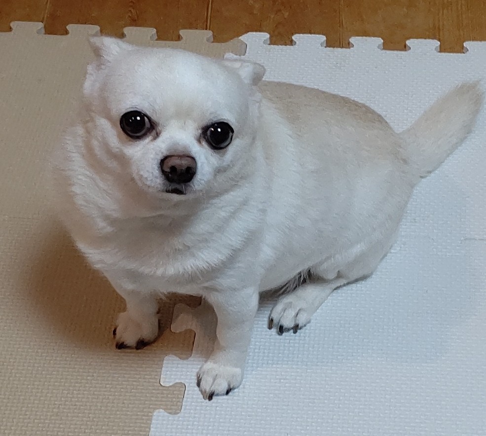 スムースチワワ7歳男の子里親募集